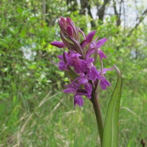 Photographie n°234280 du taxon Dactylorhiza angustata (Arv.-Touv.) D.Tyteca & Gathoye [1991]