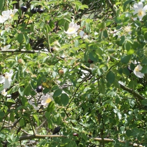 Photographie n°234283 du taxon Rosa corymbifera Borkh. [1790]