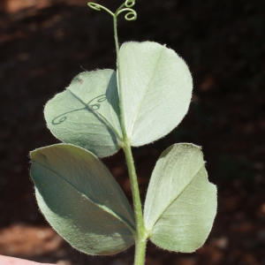 Photographie n°234301 du taxon Vicia narbonensis L. [1753]