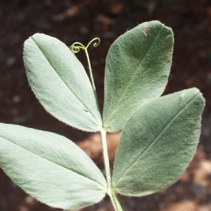 Photographie n°234302 du taxon Vicia narbonensis L. [1753]