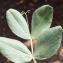  Liliane Roubaudi - Vicia narbonensis L. [1753]