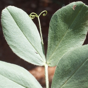 Photographie n°234303 du taxon Vicia narbonensis L. [1753]