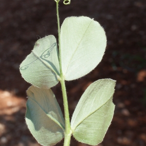 Photographie n°234304 du taxon Vicia narbonensis L. [1753]