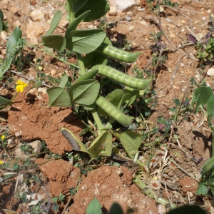 Photographie n°234305 du taxon Vicia narbonensis L. [1753]