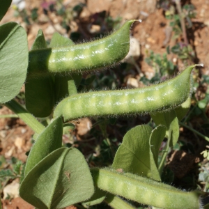 Photographie n°234306 du taxon Vicia narbonensis L. [1753]