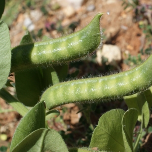 Photographie n°234307 du taxon Vicia narbonensis L. [1753]