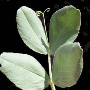 Photographie n°234308 du taxon Vicia narbonensis L. [1753]