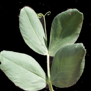 Photographie n°234309 du taxon Vicia narbonensis L. [1753]