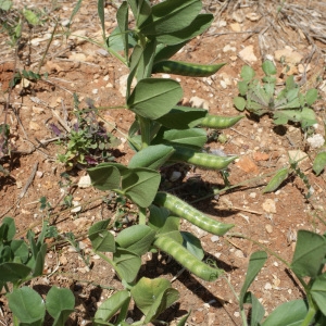 Photographie n°234311 du taxon Vicia narbonensis L. [1753]