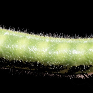 Photographie n°234312 du taxon Vicia narbonensis L. [1753]