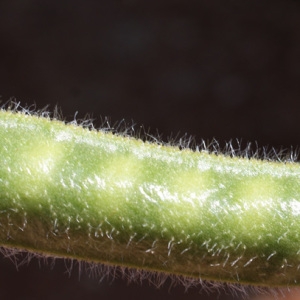 Photographie n°234313 du taxon Vicia narbonensis L. [1753]