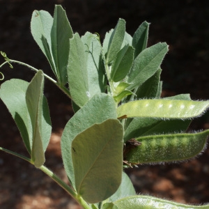 Photographie n°234314 du taxon Vicia narbonensis L. [1753]