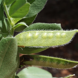 Photographie n°234317 du taxon Vicia narbonensis L. [1753]