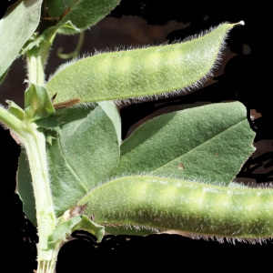 Photographie n°234318 du taxon Vicia narbonensis L. [1753]