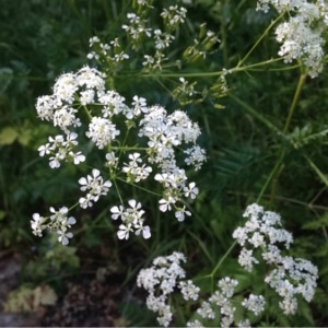 Photographie n°234331 du taxon Apiaceae 