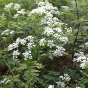 Photographie n°234332 du taxon Apiaceae 