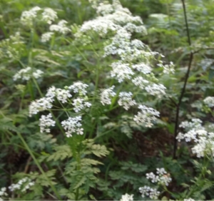 Anonyme, le 17 mai 2014 (Le Collet-de-Dèze)