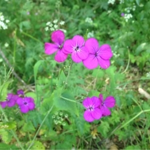 Photographie n°234335 du taxon Lunaria annua L.