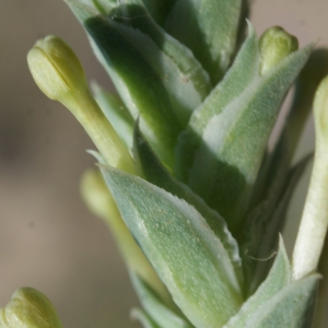 Photographie n°234505 du taxon Crucianella maritima L. [1753]