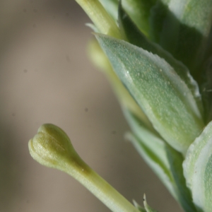 Photographie n°234506 du taxon Crucianella maritima L. [1753]