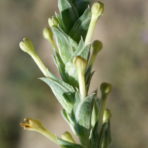 Photographie n°234507 du taxon Crucianella maritima L. [1753]