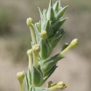 Crucianella maritima L. (Crucianelle maritime)