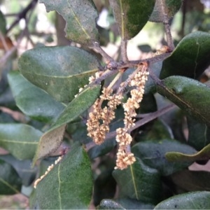 Photographie n°234543 du taxon Quercus ilex L. [1753]