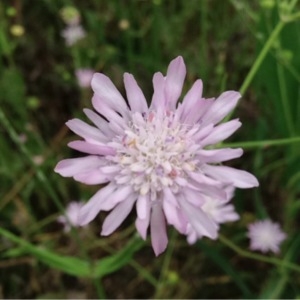 Photographie n°234555 du taxon Knautia integrifolia (L.) Bertol. [1836]