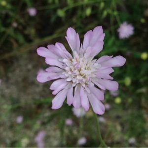 Photographie n°234558 du taxon Knautia integrifolia (L.) Bertol. [1836]