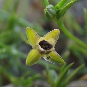 Photographie n°234567 du taxon Sagina procumbens L. [1753]