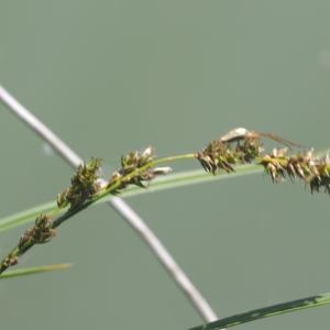 Photographie n°234603 du taxon Carex paniculata L. [1755]