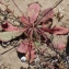  Liliane Roubaudi - Limonium echioides (L.) Mill. [1768]