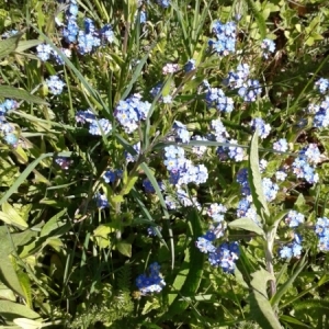 Photographie n°234624 du taxon Myosotis L.