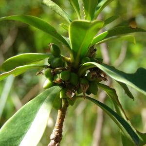 Photographie n°234641 du taxon Daphne laureola L. [1753]