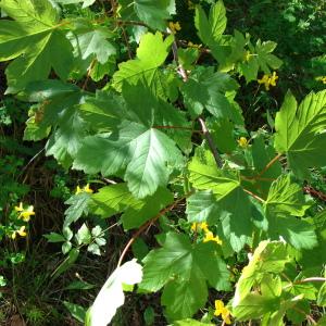 Photographie n°234651 du taxon Acer pseudoplatanus L.