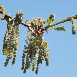 Photographie n°234653 du taxon Quercus pyrenaica Willd. [1805]