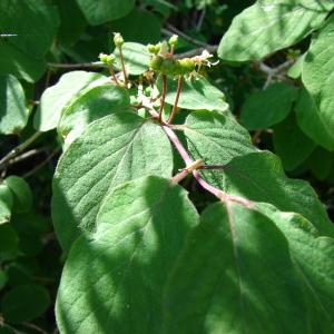 Photographie n°234666 du taxon Lonicera xylosteum L. [1753]