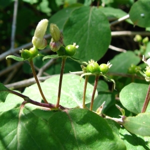Photographie n°234667 du taxon Lonicera xylosteum L. [1753]
