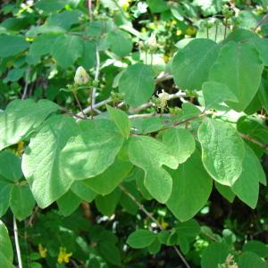 Photographie n°234668 du taxon Lonicera xylosteum L. [1753]