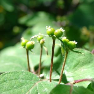 Photographie n°234669 du taxon Lonicera xylosteum L. [1753]
