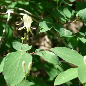 Photographie n°234671 du taxon Lonicera xylosteum L. [1753]