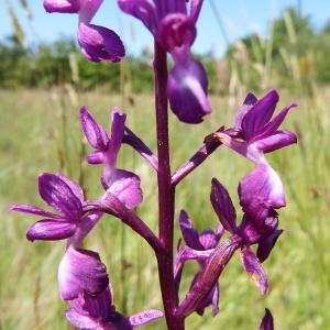 Photographie n°234673 du taxon Anacamptis laxiflora (Lam.) R.M.Bateman, Pridgeon & M.W.Chase [1997]