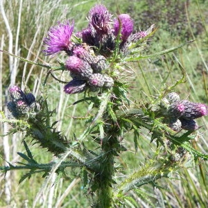 Photographie n°234677 du taxon Cirsium palustre (L.) Scop. [1772]