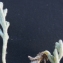 Liliane Roubaudi - Artemisia maritima subsp. gallica P.Fourn. [1939]