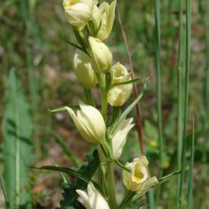 Photographie n°234686 du taxon Cephalanthera damasonium (Mill.) Druce [1906]