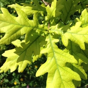 Photographie n°234708 du taxon Quercus robur L. [1753]