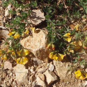 Photographie n°234734 du taxon Lotus corniculatus subsp. delortii (Timb.-Lagr. ex F.W.Schultz) Nyman [1878]