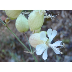 Silene vulgaris (Moench) Garcke subsp. vulgaris var. vulgaris