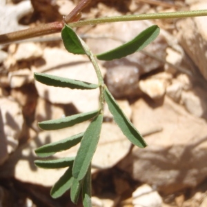 Photographie n°234745 du taxon Hippocrepis comosa L. [1753]