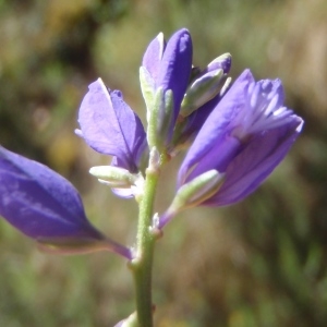 Photographie n°234746 du taxon Polygala vulgaris L. [1753]